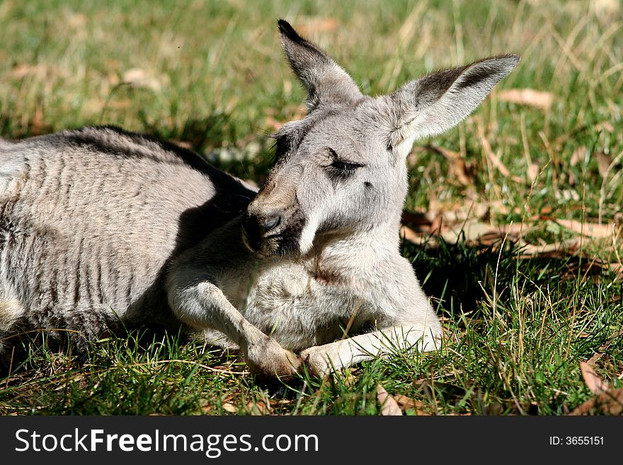 Kangaroo Relaxing
