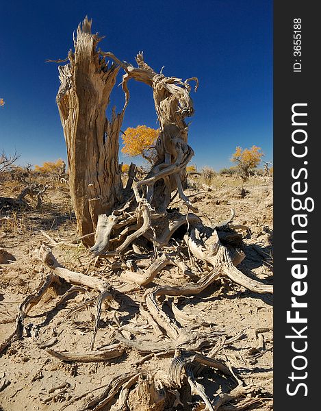 Diversifolious poplar is the dominant native. woody species distributed in the desert of Mulei, east of Xinjiang province, which borders Mongolia
Fall of 2007