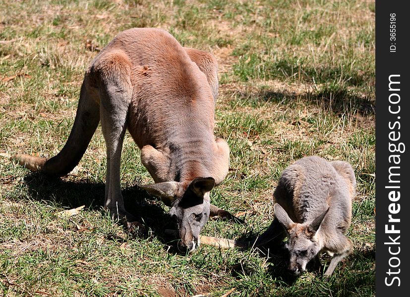 Kangaroo family eating in a field, southern Australia. Kangaroo family eating in a field, southern Australia
