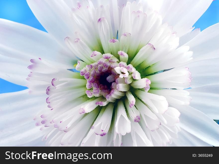 Close up image of white flower. Close up image of white flower