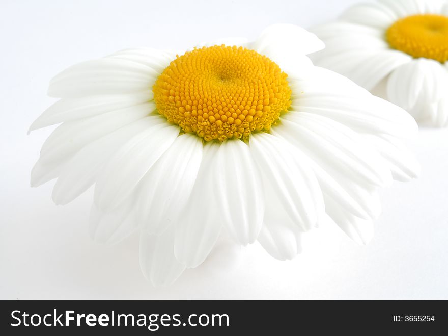 Close up image of white daisy