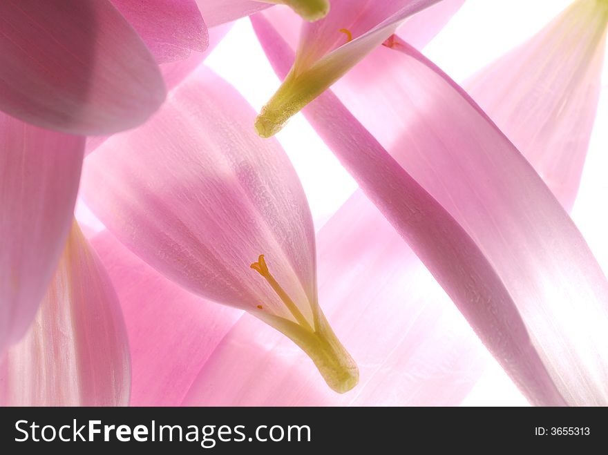 Transparent pink flower petals on light box. Transparent pink flower petals on light box