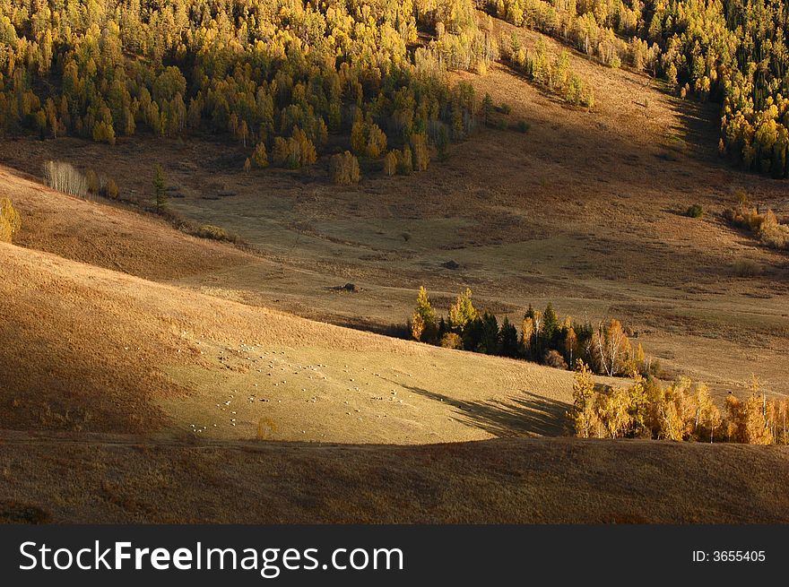 This is a alpine pasture land shot on the way to Hemu village. Sheep are browsing on the hillside, shining in the sunlight  
Northern Xinjiang, China 
October, 2007. This is a alpine pasture land shot on the way to Hemu village. Sheep are browsing on the hillside, shining in the sunlight  
Northern Xinjiang, China 
October, 2007