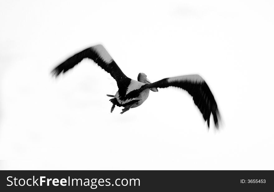 Photo capturing a bird in flight