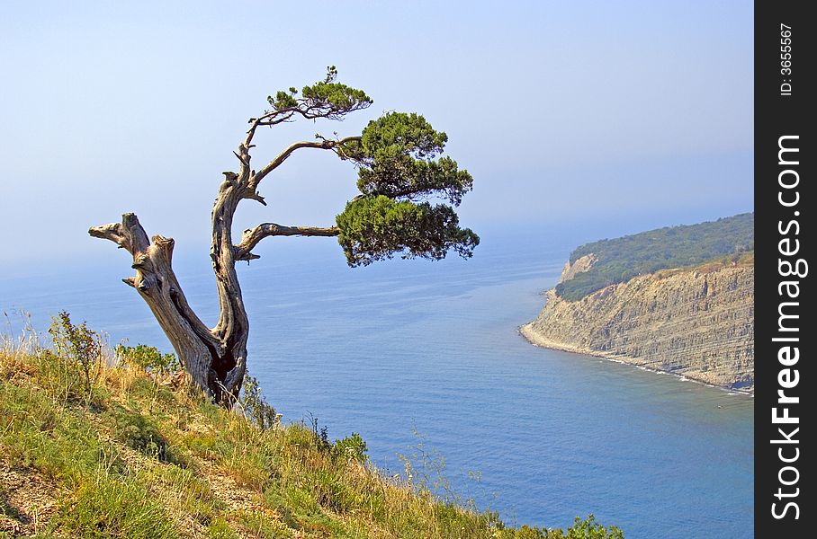 Tree and the sea