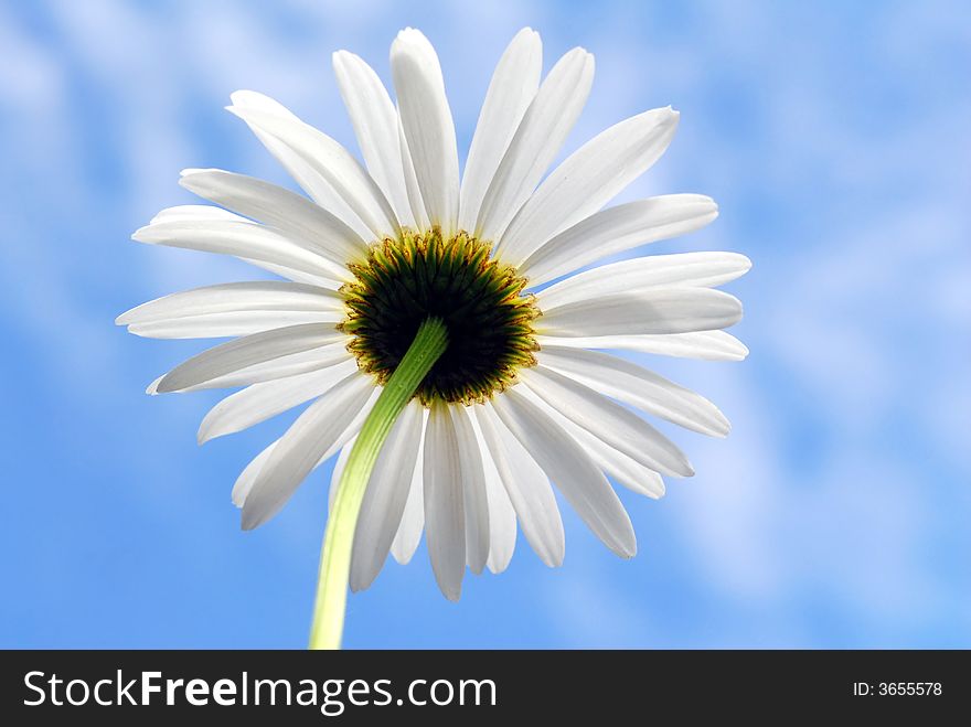 Image of white daisy against blue sky