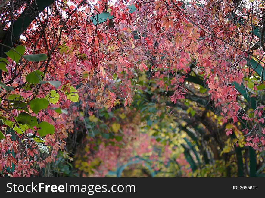 A grape alley of yellow, red and green leaves. A grape alley of yellow, red and green leaves