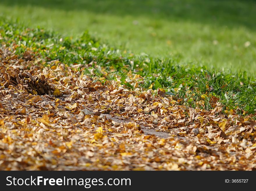 Bright yellow, red, green autumn leaves contrasting green grass. Bright yellow, red, green autumn leaves contrasting green grass