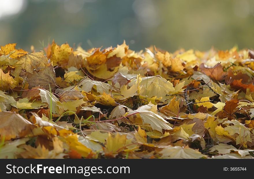 Bright yellow, red and green autumn maple leaves