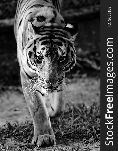 Tiger staring into camera. (Panthera tigris)