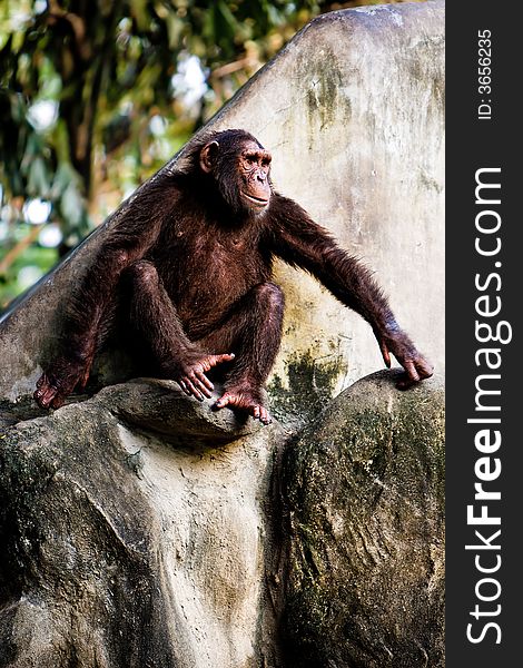 Monkey sitting on a rock.