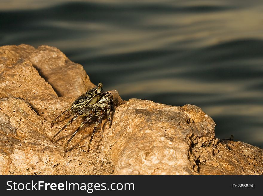 The crab on a rock