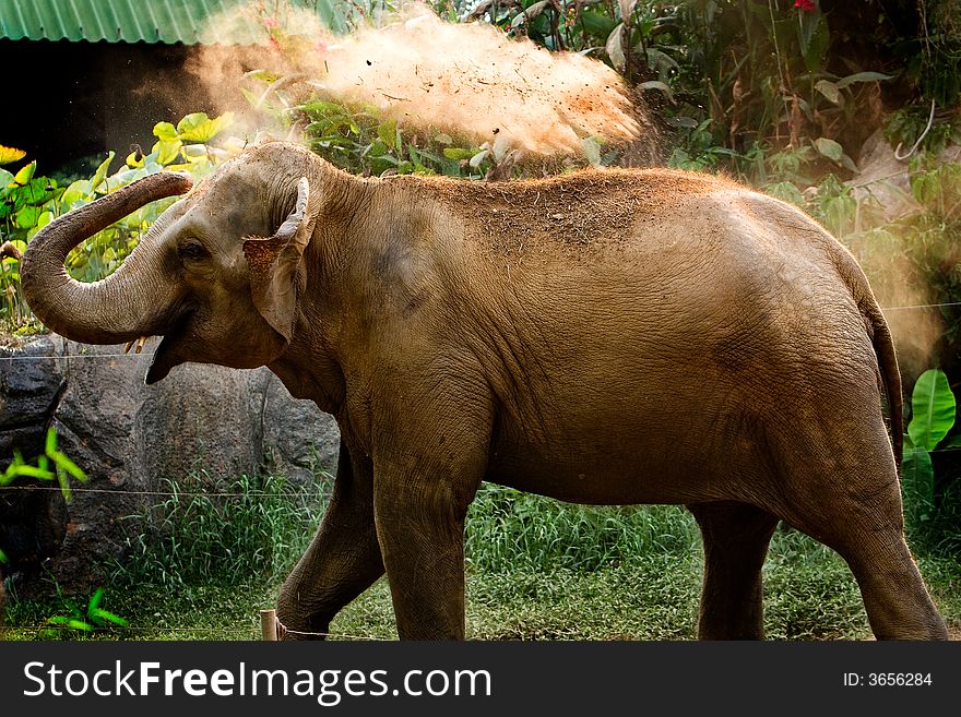 Elephant blowing dirt.
Zoo in thailand.