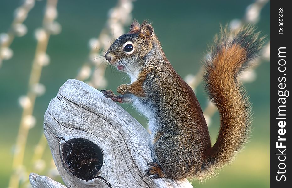 A red squirrel poses on a piece of driftwood.