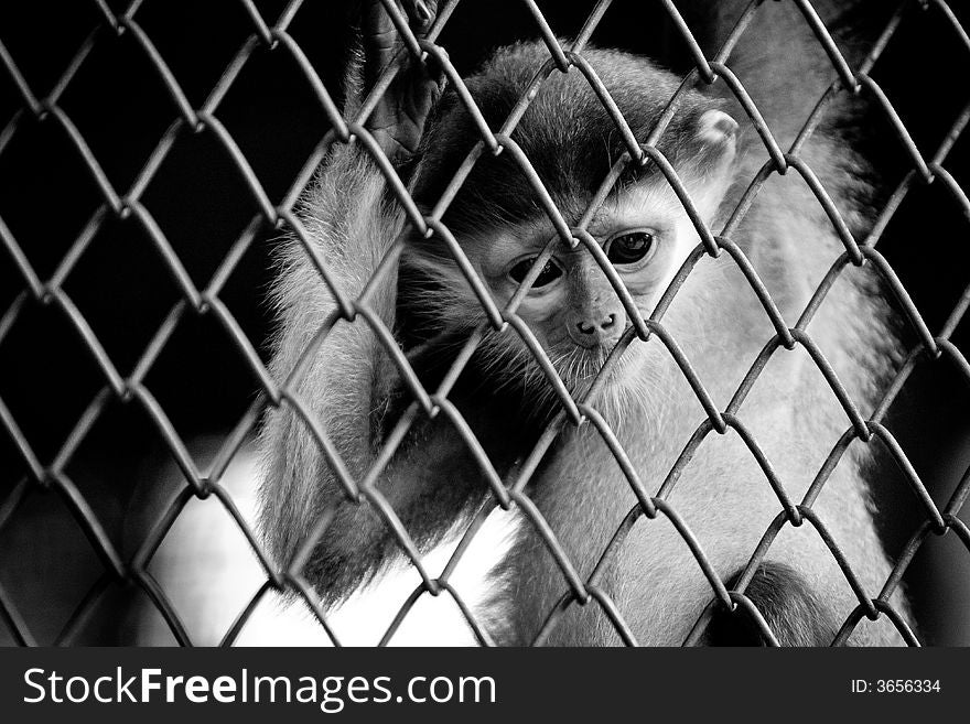 Monkey inside a cage.
Grain is visible.
Very Shallow depth of field. Monkey inside a cage.
Grain is visible.
Very Shallow depth of field.