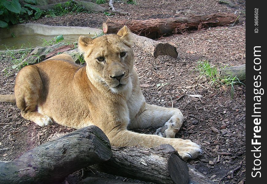 female lion at sydney zoo,australia. female lion at sydney zoo,australia