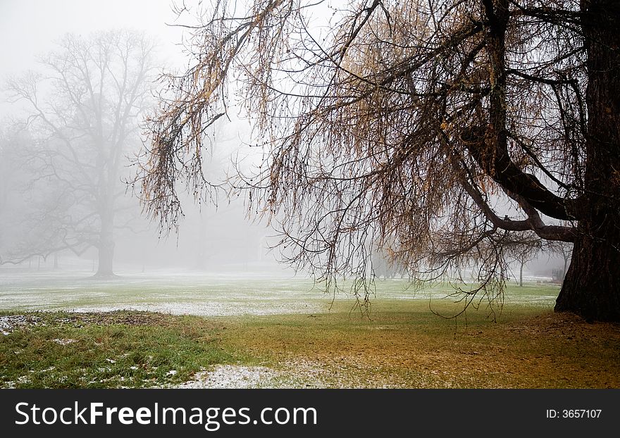 Foggy weather in early winter. Foggy weather in early winter