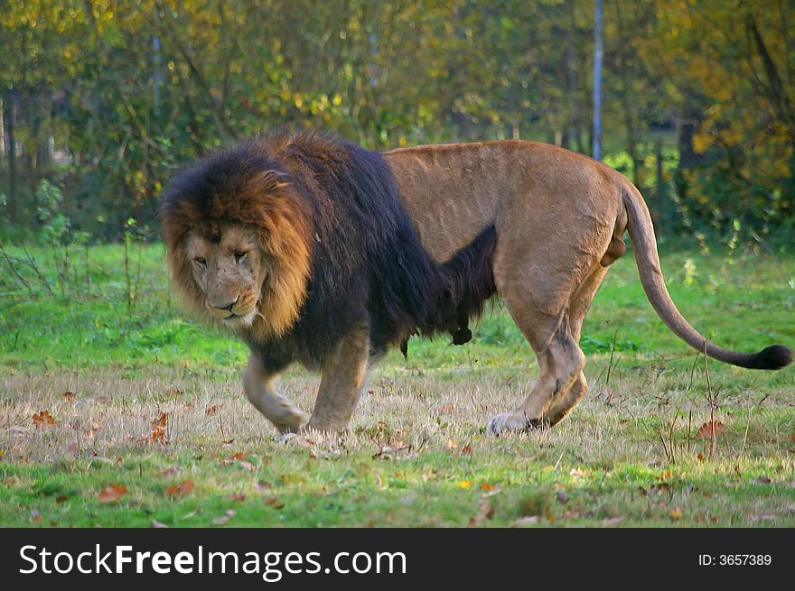 A wonderful and big lion walking peacefully