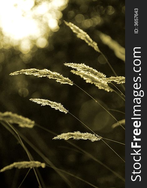 Luminous tassels of a Chee Reed Grass, Calamagrostis epigeios