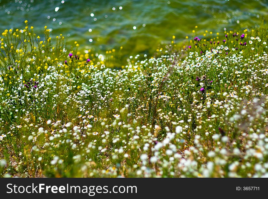 Beautiful warm summer meadow just by the sea. Beautiful warm summer meadow just by the sea