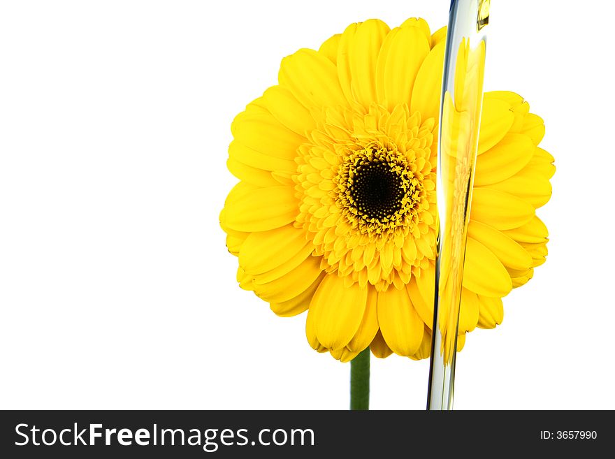 Sun flower oil, represent zero trans fat compare to regular vegetable oil