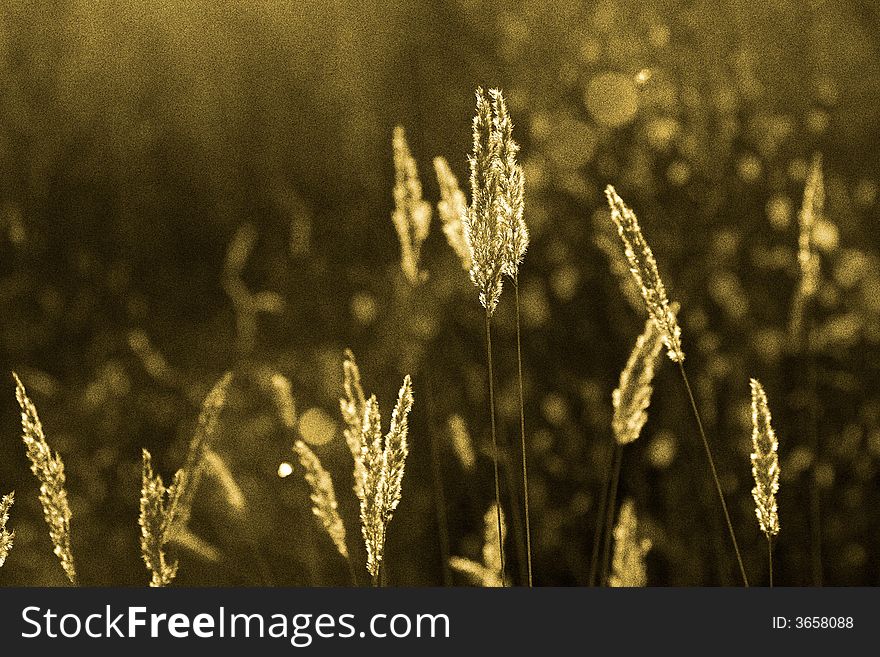 Luminous tassels of a Chee Reed Grass, Calamagrostis epigeios