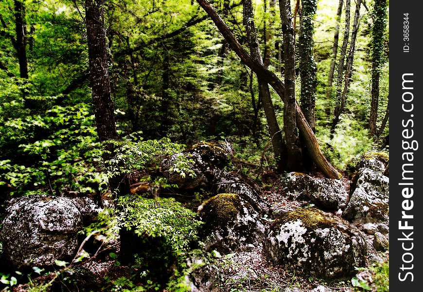 Windfall In The Greenery