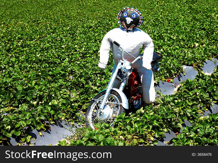 Scarecrow sitting on a old motorcycle in the middle of a strawberry field. Scarecrow sitting on a old motorcycle in the middle of a strawberry field