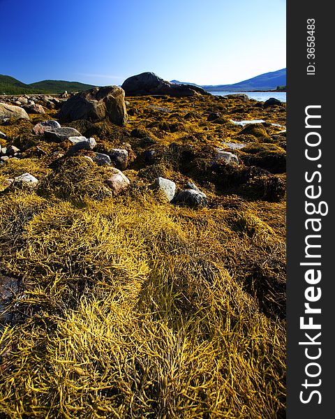 Algae at low tide in the lofoten islands by a sunny day