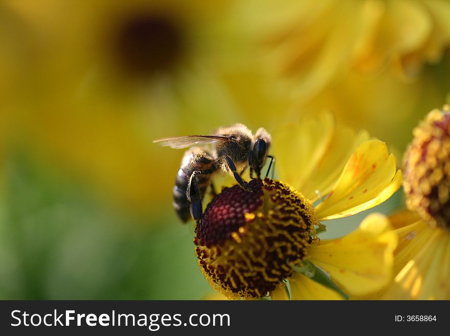 Nice bee on a yellow flower, bright and sunny. Nice bee on a yellow flower, bright and sunny