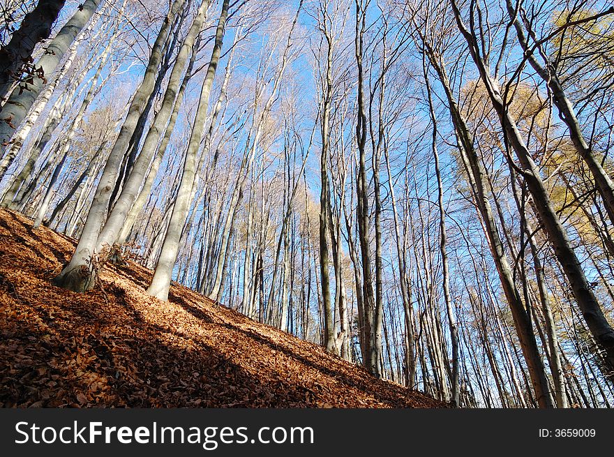 Mountain Beech woods during fall season; horizontal orientation. Mountain Beech woods during fall season; horizontal orientation