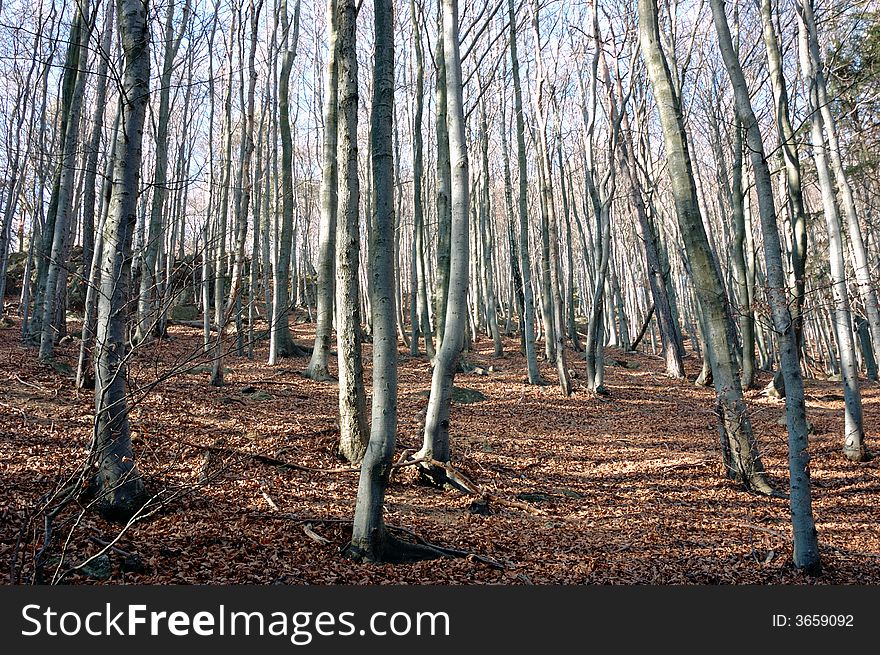 Mountain Beech woods during fall season; horizontal orientation. Mountain Beech woods during fall season; horizontal orientation