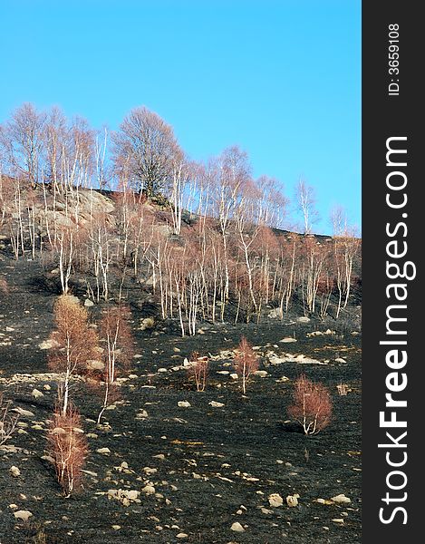 Woods fire damage: white birch over dark burned meadows. Woods fire damage: white birch over dark burned meadows