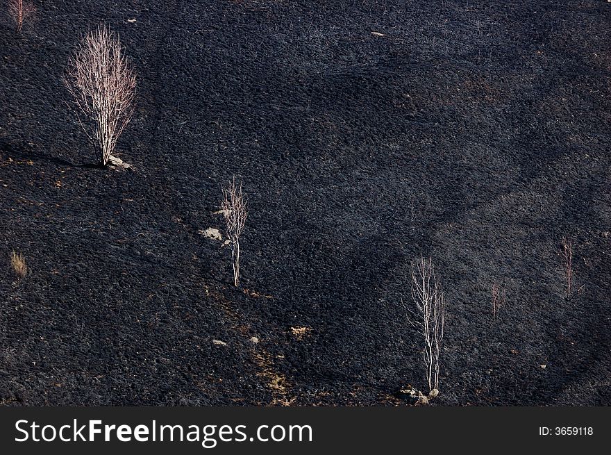 Woods fire damage: white birch over dark burned meadows. Woods fire damage: white birch over dark burned meadows