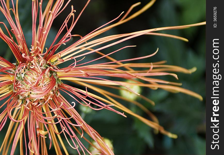 Red chrysanthemum of the autumn