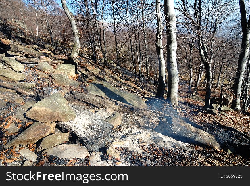 Woods fire damage: burned beech tree. Woods fire damage: burned beech tree