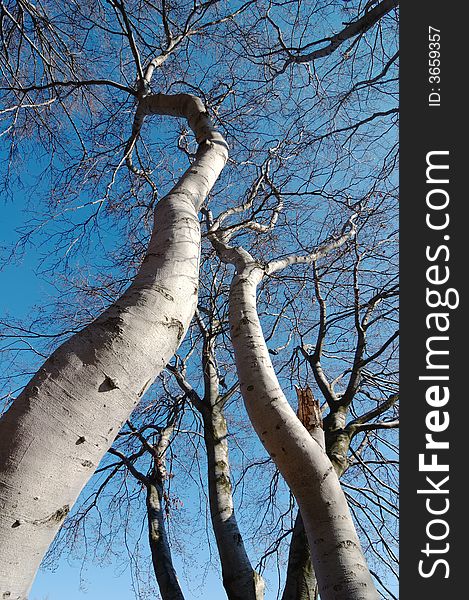 Mountain Beech trees during winter season; vertical orientation