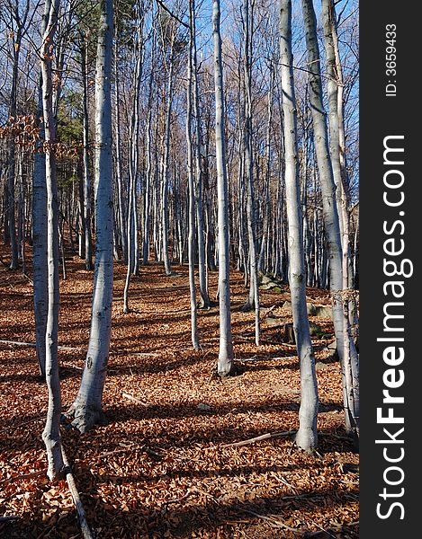Mountain Beech woods during fall season; vertical orientation. Mountain Beech woods during fall season; vertical orientation