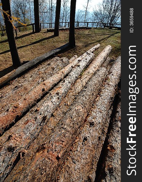 Close-up photo of wood pile trunks. Close-up photo of wood pile trunks