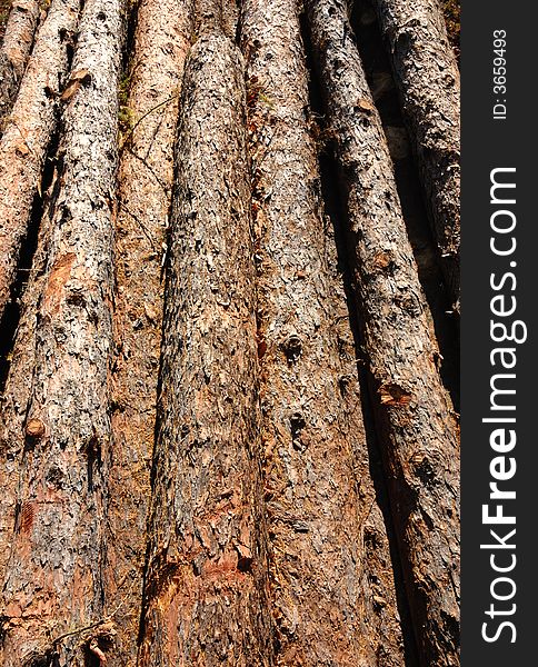 Close-up photo of wood pile trunks. Close-up photo of wood pile trunks