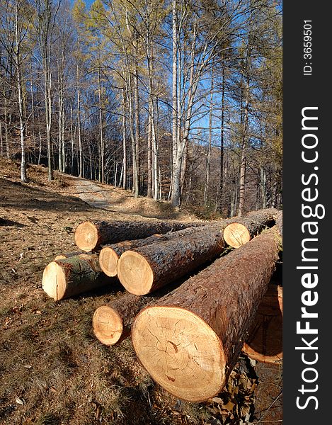 Close-up photo of wood pile trunks. Close-up photo of wood pile trunks