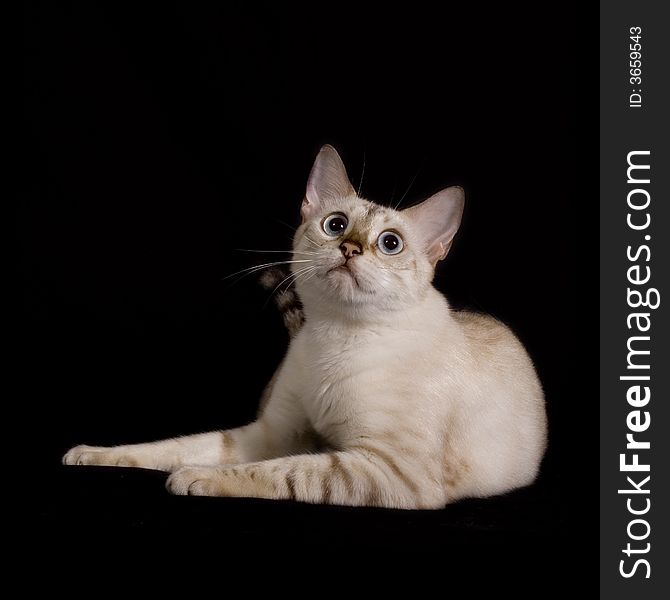 Bengal Cat portrait