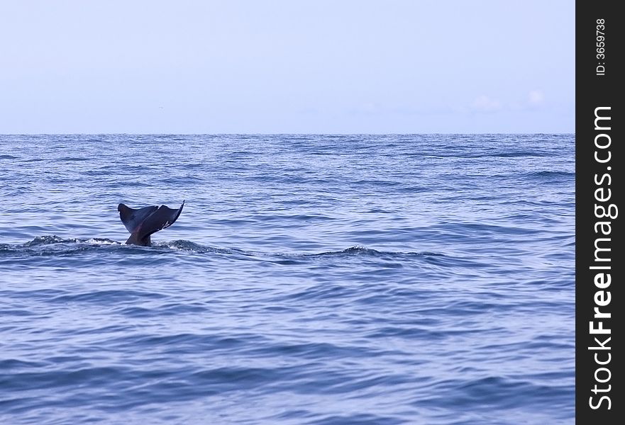 A Pilot Whale tail out of the water in the middle of the Atlantic Ocean.