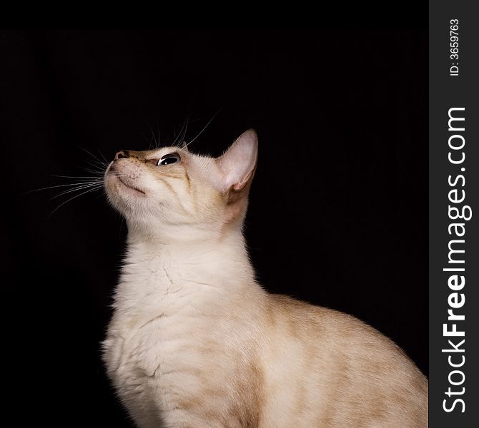 Snow bengal cat isolated on black background. Snow bengal cat isolated on black background