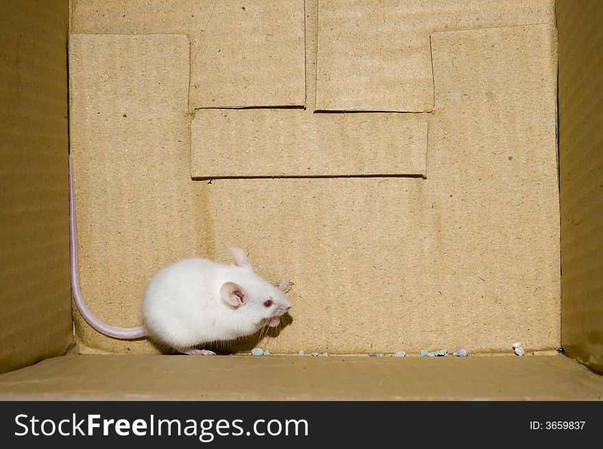 White mouse on a box background. White mouse on a box background