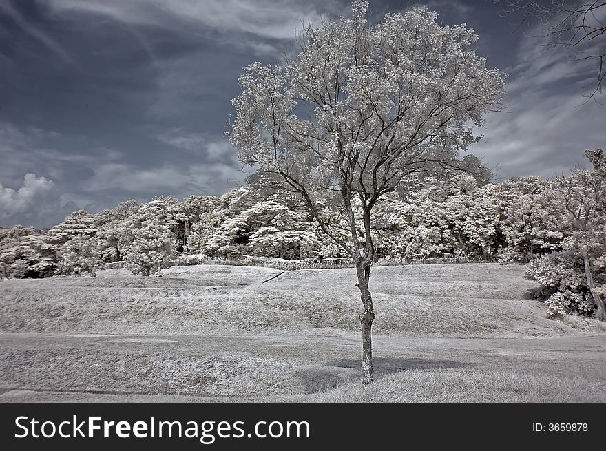 Infrared photo – tree, skies and flower