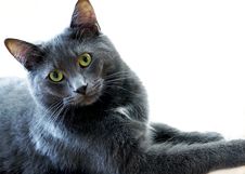 Regal Blue Gray House Cat Stock Photos Regal Blue Gray House Cat Stock Photos