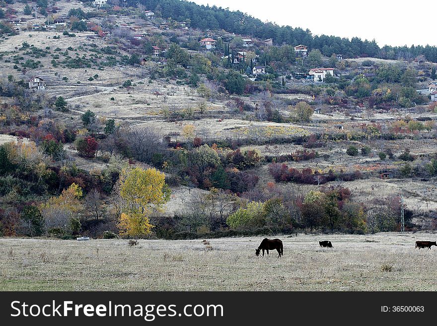 Village in the mountain with two tree houses trough the autumn with horse. Village in the mountain with two tree houses trough the autumn with horse