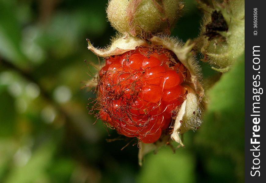 A red wild berry full of juice.