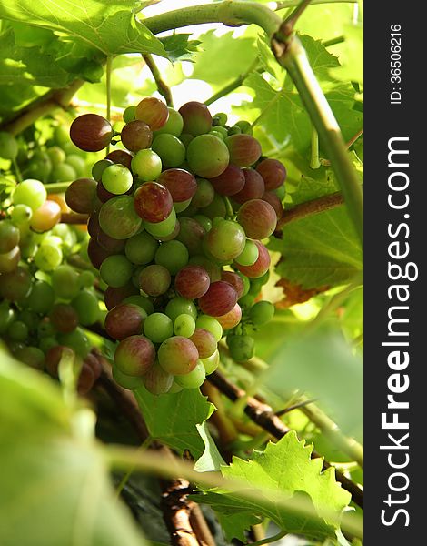 A bunch of grapes starting to ripen